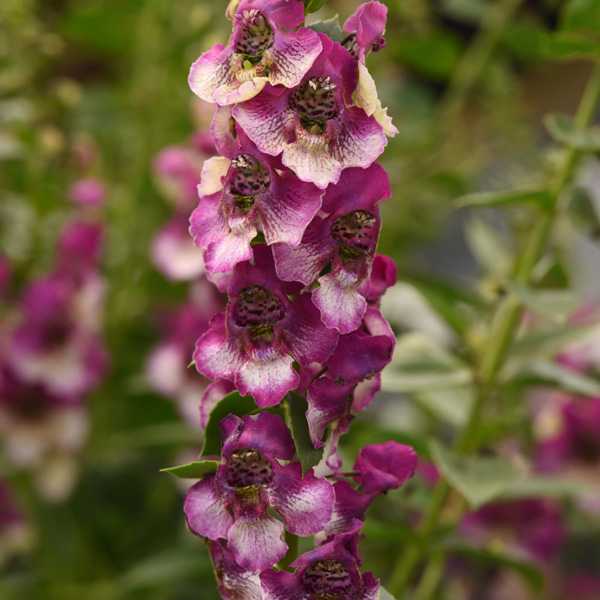 Angelonia Angeldance Fuchsia Bicolour