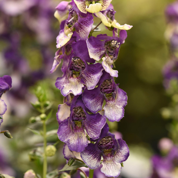 Angelonia Angeldance Violet Bicolour