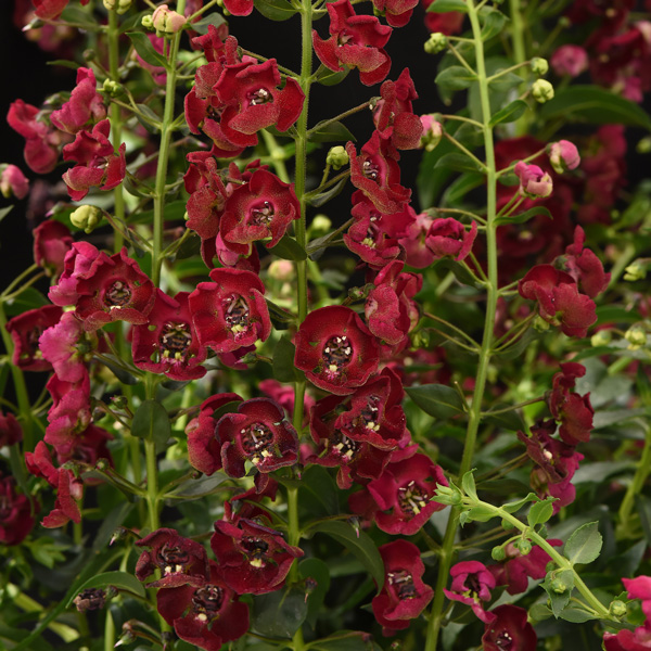 Angelonia Archangel Ruby Sangria