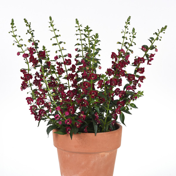 Angelonia Archangel Ruby Sangria