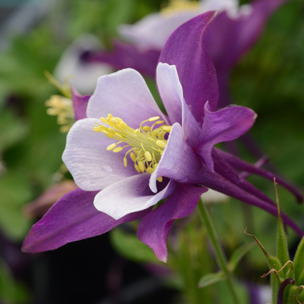 Aquilegia Earlybird Purple & White