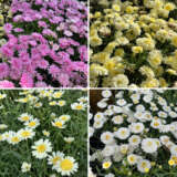 Argyranthemum Aramis Double Collection Colargaco - Garden Express Australia