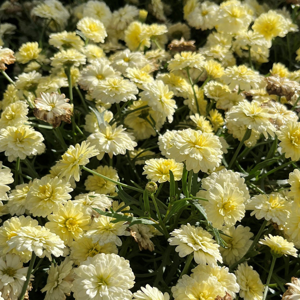 Argyranthemum Aramis Double Collection