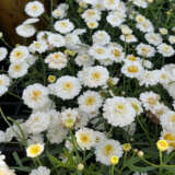 Argyranthemum Aramis Double Collection