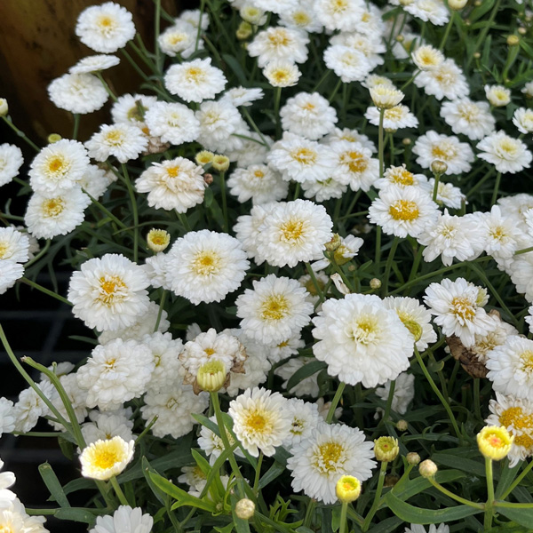 Argyranthemum Aramis Double Collection