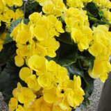 Begonia Elatior Ilona Blitz Lplbegibl - Garden Express Australia