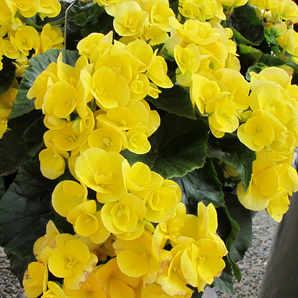 Begonia Elatior Ilona Blitz