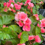 Begonia Elatior Ilona Camilla Lplbegicm - Garden Express Australia