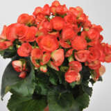 Begonia Elatior Ilona Sandrine Lplbegisn - Garden Express Australia