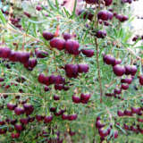 Boronia Dark Prince Lpobordpr - Garden Express Australia