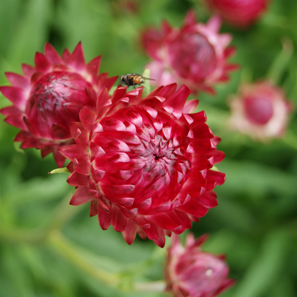 Bracteantha Bright Rose