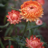 Bracteantha Salmon Rose P68brasmr - Garden Express Australia