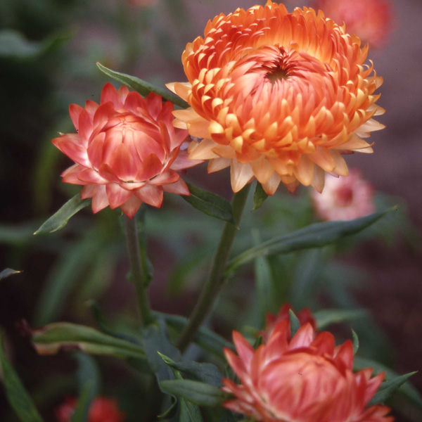 Bracteantha Salmon Rose