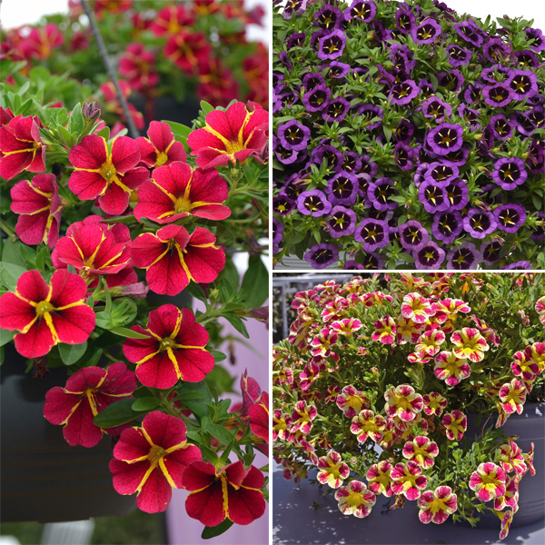 Calibrachoa Brights Collection