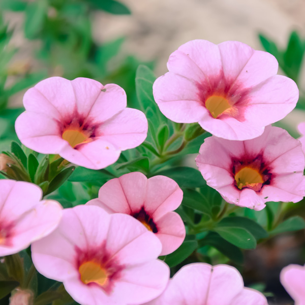 Calibrachoa Light Pink Blast