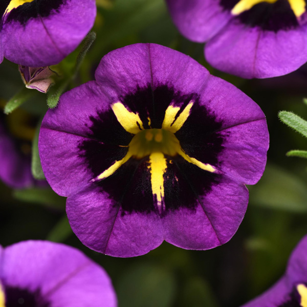 Calibrachoa Midnight Kiss