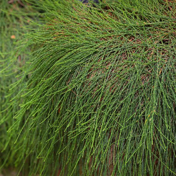 Casuarina Glauca Prostrate