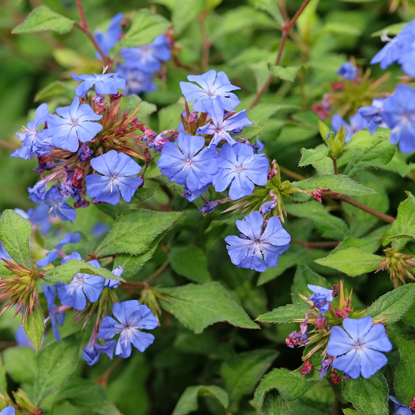 Chinese Plumbago