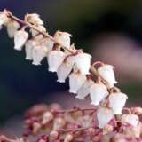 Clethra Lily Of The Valley Tree