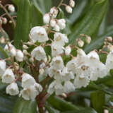 Clethra Arborea - Garden Express Australia