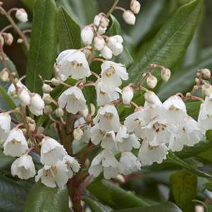 Clethra Lily Of The Valley Tree