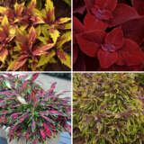 Coleus Collection Colcolco - Garden Express Australia