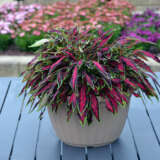 Coleus Spitfire P10colspt - Garden Express Australia