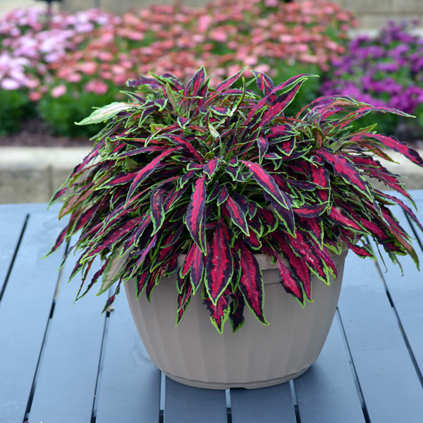 Coleus Spitfire