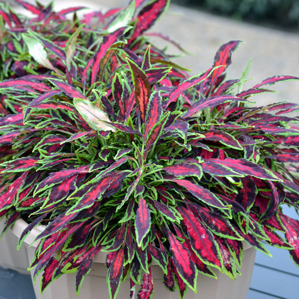 Coleus Spitfire