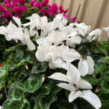 Cyclamen Mammoth Cream White