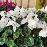 Cyclamen Mammoth Cream White Lplcycmcw - Garden Express Australia