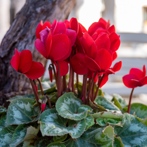 Cyclamen Mammoth Collection