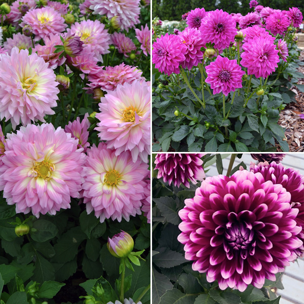 Dahlia Dalina Collection 2