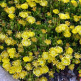 Delosperma Pig Face Yellow