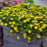 Delosperma Delmara Yellow P68deldye - Garden Express Australia