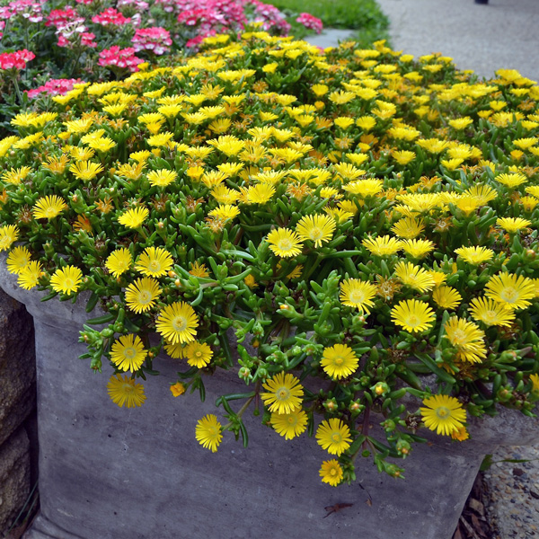 Delosperma Pig Face Yellow