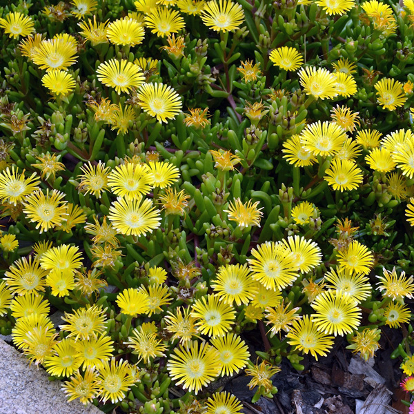 Delosperma Pig Face Yellow