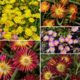 Delosperma Pig Face Collection Coldpfcol - Garden Express Australia