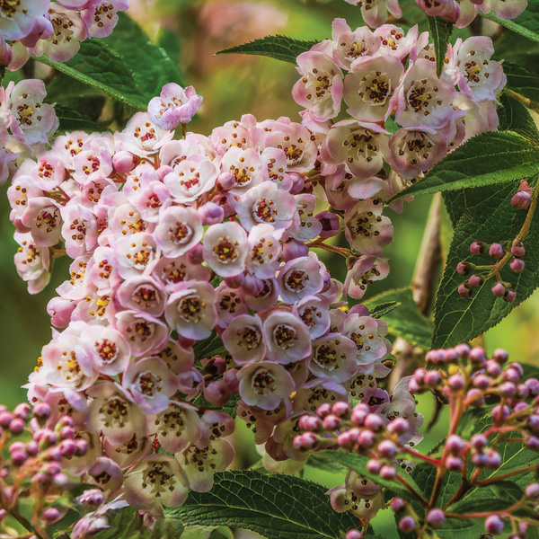 Deutzia Lavender Time