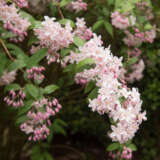 Deutzia Rosea Lpodeuros - Garden Express Australia