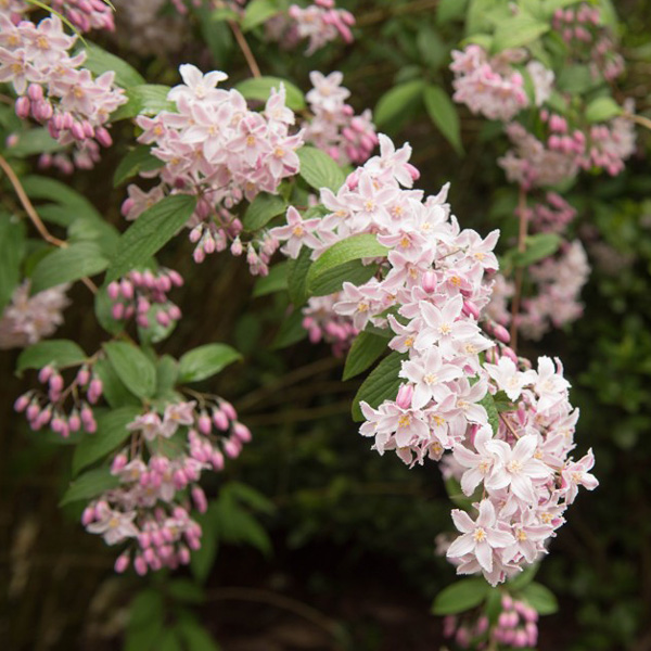 Deutzia Rosea