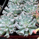 Echeveria Pinky Trumpet P68echptr - Garden Express Australia