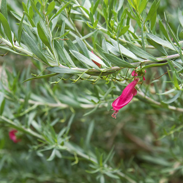 Eremophila Red Desert