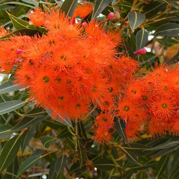 Eucalyptus (corymbia) Baby Orange