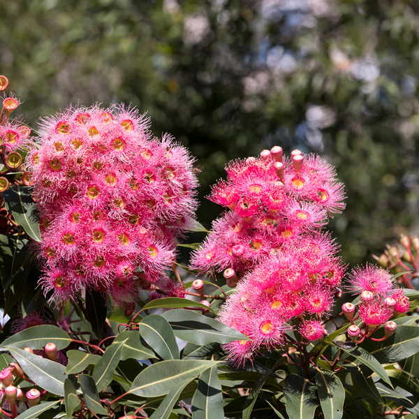 Eucalyptus (corymbia) Summer Beauty