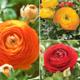 F1 Ranunculi Fire Collection Colranf1f - Garden Express Australia