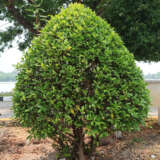 Ficus Microcarpa Flash Lpoficfla - Garden Express Australia