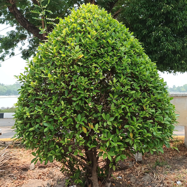 Ficus Microcarpa Flash