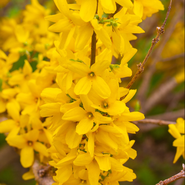 Forsythia Beatrix Farrand