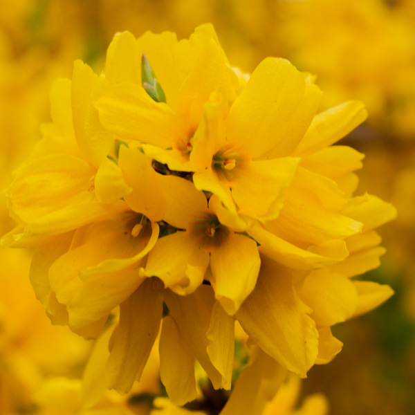 Forsythia Beatrix Farrand